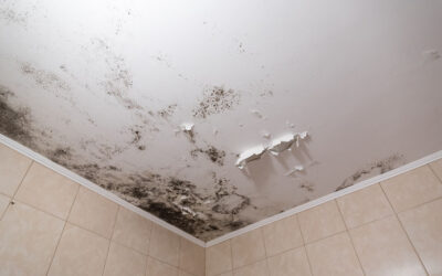 A Guide for Dealing with Mold in a Rental Property…
