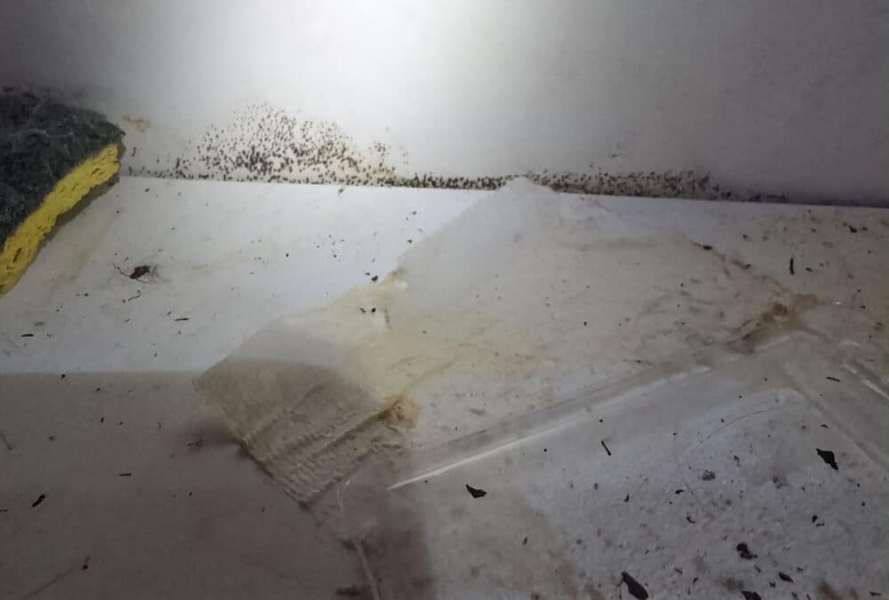 Seller – Mold Remediation (Delray Beach, Florida)